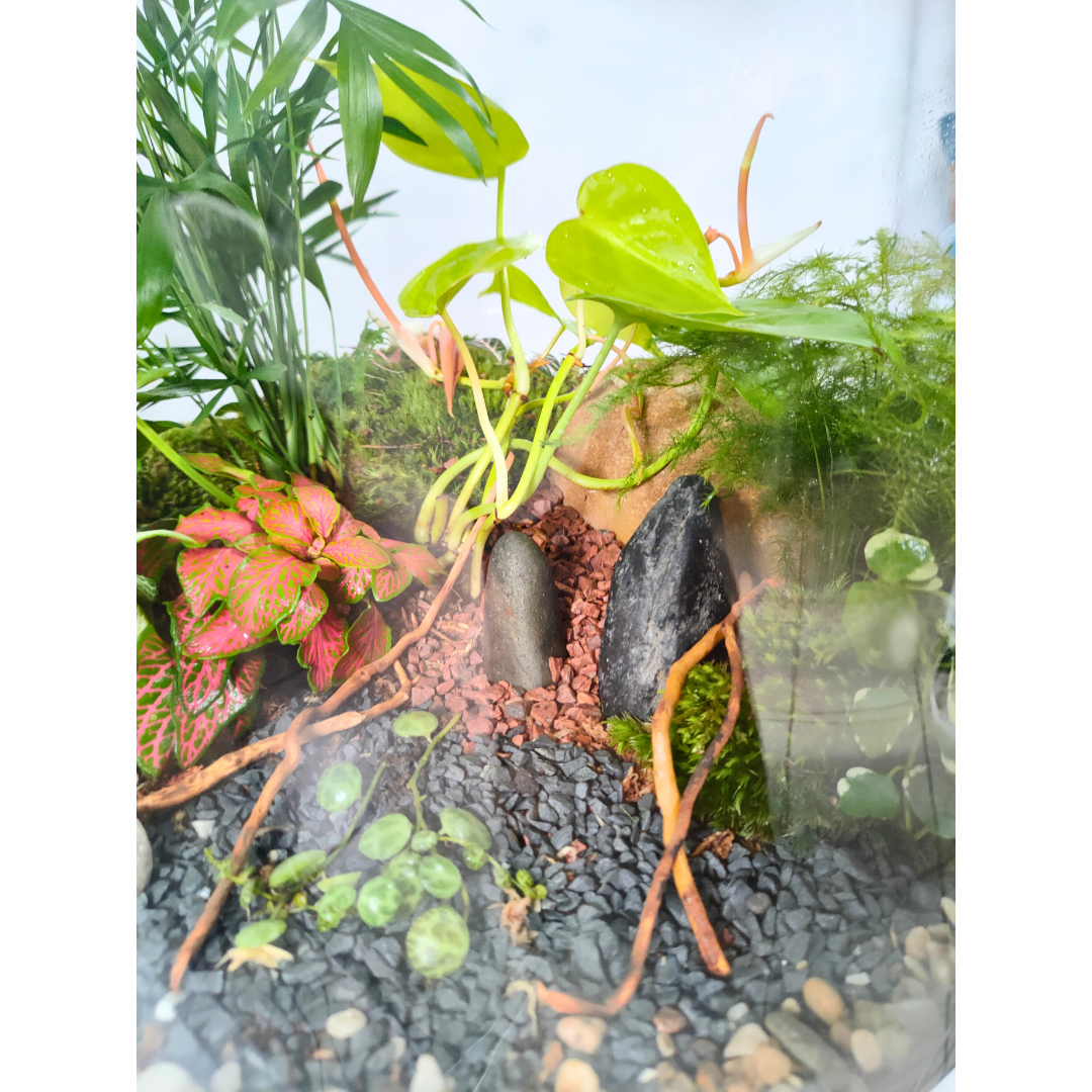 Terrarium green « Jungle »